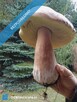 Działkę rolno-budowlaną w Bysławiu w Borach Tucholskich sprzedam - 16