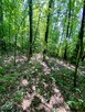 Działka leśna Janowice gm. Pleśna - 3