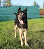 Najpierw uszy, potem Jasper! - 6