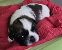 Szczeniaki Shih tzu rezerwacja - 5