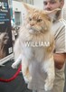 Maine Coon kocurek UFFO Bratnia Dusza * PL - 2