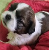 Szczeniaki Shih tzu rezerwacja - 6