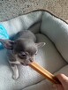 Śliczny Liliowy Chihuahua Rezerwacja