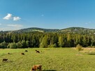 Działka rolna 3115 m² | Kościelisko - 11