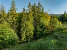 Działka Rolno-Leśna 2784 m² | Kościelisko | Gronik - 10