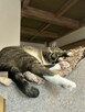 Petsitter Kraków - okazyjne ceny! :)