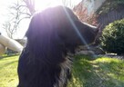 Petsitter Kraków - okazyjne ceny! :) - 3