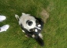 Petsitter Kraków - okazyjne ceny! :) - 2