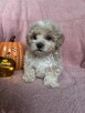 Maltipoo piesek F1 biszkoptowy - 3