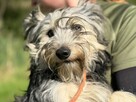 Pilne!!Zyzio ok roczny, waga 6 kg,czeka na adopcję Bełchatów