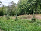 Działka w centrum Limanowej - 13