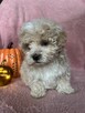 Maltipoo piesek F1 biszkoptowy - 2