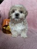 Maltipoo piesek F1 biszkoptowy - 5