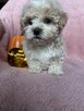 Maltipoo piesek F1 biszkoptowy - 6