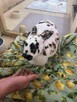 Petsitter Kraków - okazyjne ceny! :) - 5