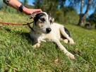 Pilne!! Botwinka sunia ok.5 mcz, czeka na adopcję Bełchatów - 4
