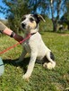 Pilne!! Botwinka sunia ok.5 mcz, czeka na adopcję Bełchatów - 6