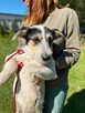 Pilne!! Botwinka sunia ok.5 mcz, czeka na adopcję Bełchatów - 3