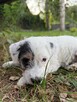 Szczeniak Parson Russell Terrier - 3