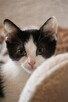 Irys ciekawski rozrabiaka do adopcji - 3