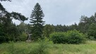 Pruszewiec, koło Tuczna - bajeczna działka w lesie - 12