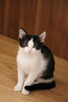 Irys ciekawski rozrabiaka do adopcji - 5