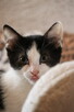 Irys ciekawski rozrabiaka do adopcji - 8