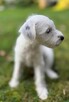 Szczeniak Parson Russell Terrier - 4