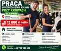 PRACA W GOSPODARSTWIE ROLNYM PRZY KROWACH DLA PARY