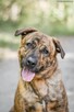 Nelson- pręgowany cudak do adopcji