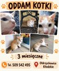 Oddam kotki