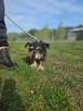Kaktus-delikatny nieśmiały szorstki piesek do adopcji - 4
