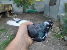 Gołębie zamojskie samiec murzyn - 7