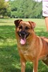 Prezes-cudowny rudy piesek do adopcji