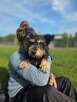 Kaktus-delikatny nieśmiały szorstki piesek do adopcji