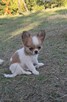 Chihuahua śliczne długowlose ZKwP/FCI - 4