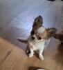 Chihuahua śliczne długowlose ZKwP/FCI - 2