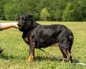 Haga-delikatna nieśmiała suczka do adopcji - 4