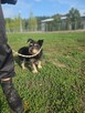 Kaktus-delikatny nieśmiały szorstki piesek do adopcji - 3