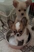 Chihuahua śliczne długowlose ZKwP/FCI