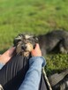 Kaktus-delikatny nieśmiały szorstki piesek do adopcji - 5