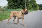 Aza - cudna sunia w typie MOLOSA szuka domu - 3