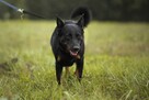 Haga-delikatna nieśmiała suczka do adopcji - 3