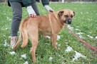 Aza - cudna sunia w typie MOLOSA szuka domu - 2