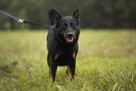 Haga-delikatna nieśmiała suczka do adopcji