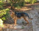 Lizak - pies anioł szuka domu! - 3