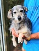 Aura ok.2/3 let i waży 6/7 kg czeka na adopcję Celestynów