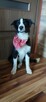 Border Collie szczeniaki badania genetyczne, gotowe do odbio - 6