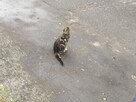 Zaadoptuj wirtualnie bezdomnego Kotka - 4