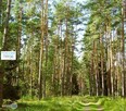 Działka leśna Chmielnik Sędziejowice